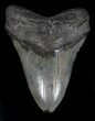 Large, Megalodon Tooth - South Carolina #37496-1
